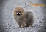 Slika 1