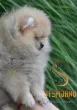 Slika 4