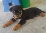 Slika 3