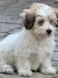 Slika 1