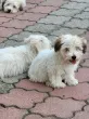 Slika 3