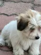 Slika 5