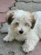 Slika 6