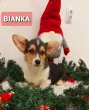 Slika 2