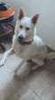 Slika 5
