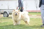 Slika 6