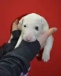 Slika 1
