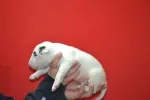 Slika 5