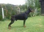 Slika 3