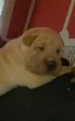 Slika 3