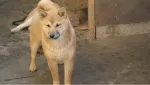 Slika 1