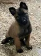 Slika 1