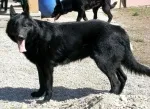 Slika 1