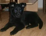 Slika 4