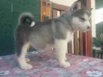 Slika 2