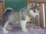 Slika 4