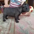 Slika 6