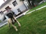 Slika 1
