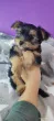Slika 1