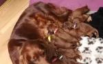 Slika 1