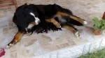 Slika 5