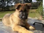 Slika 1