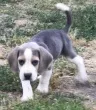 Slika 1