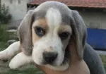 Slika 2