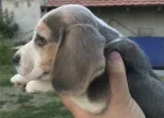 Slika 3