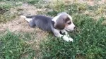 Slika 4