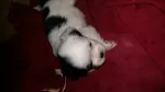 Slika 2