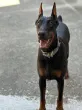 Slika 1