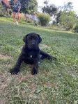 Slika 2