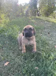 Slika 4