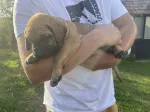 Slika 3