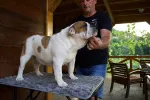 Slika 1