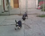 Slika 1