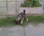 Slika 6