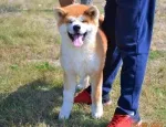 Slika 1