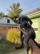 Slika 1