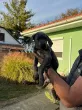 Slika 2