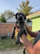 Slika 4
