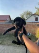 Slika 6