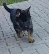 Slika 1