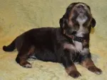 Slika 1