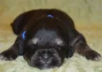 Slika 4