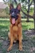 Slika 5