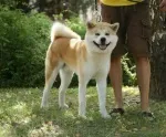 Slika 1