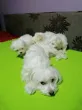 Slika 3