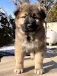 Slika 5